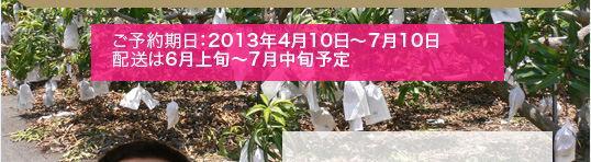 台湾アップルマンゴーの通販PR02